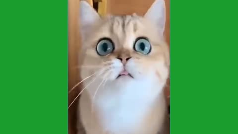 ultimate cat vines compilation
