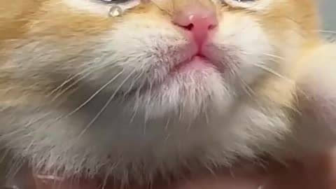 Why this kitten crying 😢