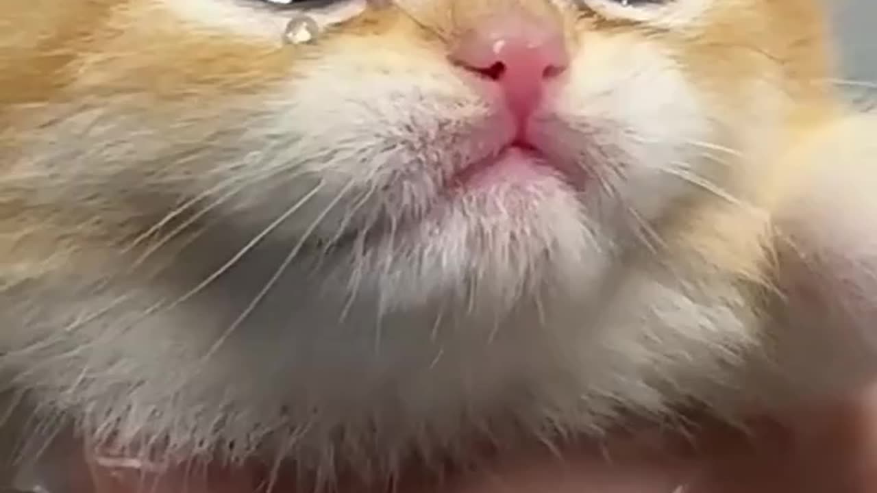 Why this kitten crying 😢