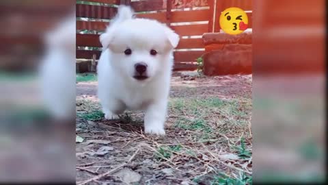 Cute puppy video 😍😍