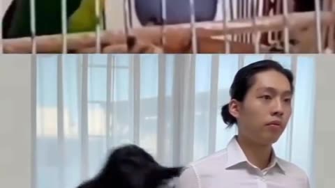 🤣😹 Funny animal videos 😹🤣
