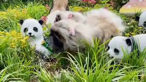 It also has a sensitive nose