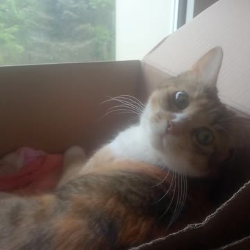 My beautiful cat felix