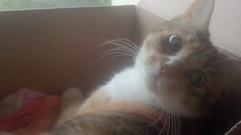 My beautiful cat felix