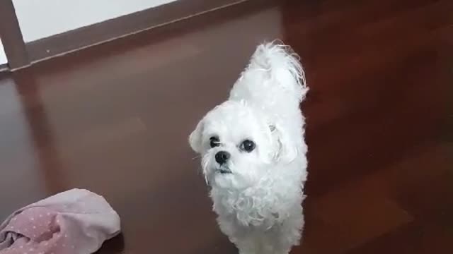 a cute puppy entering through the door.