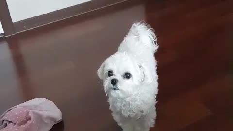 a cute puppy entering through the door.
