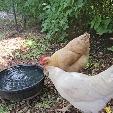 OMC! Summer recreation for chickens includes drinking water and hiding in the lilac bush!