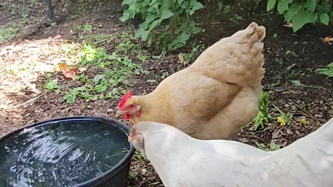 OMC! Summer recreation for chickens includes drinking water and hiding in the lilac bush!