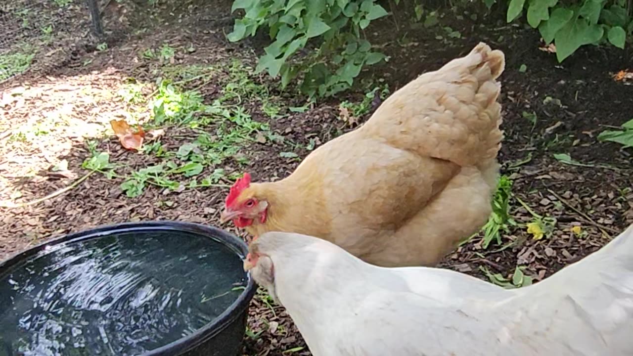 OMC! Summer recreation for chickens includes drinking water and hiding in the lilac bush!