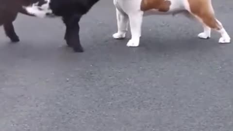 Goat 🐐 and Dog 🐕 funny