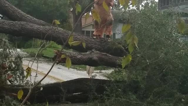Just a T-Rex in a Tree