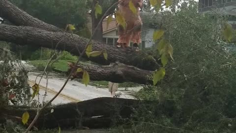 Just a T-Rex in a Tree