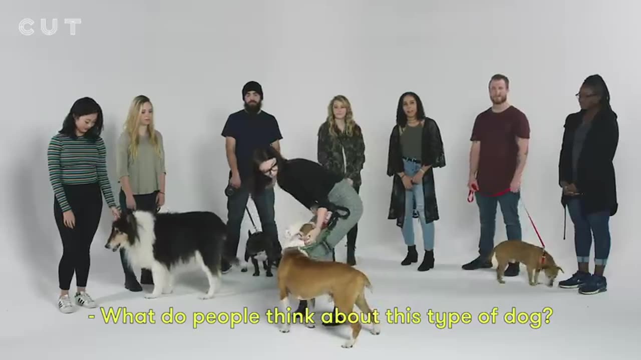 Cute pet video with their family