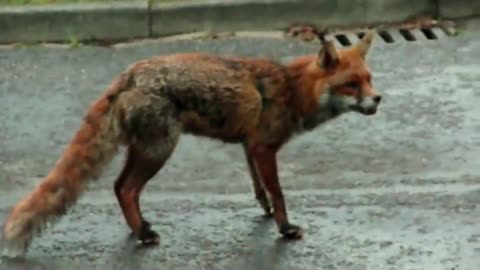 EXTREME Wild Animal Fights