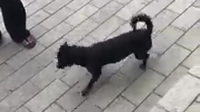 Top dogs Smart in Cambodia