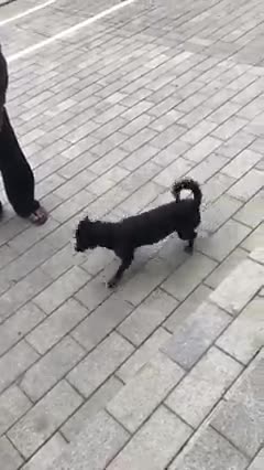 Top dogs Smart in Cambodia