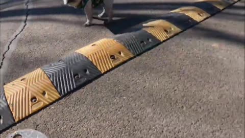 Skateboarding dog draws attention from passers-by in park