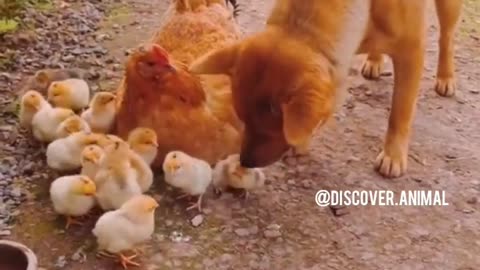 Aww so cute- cute animals videos