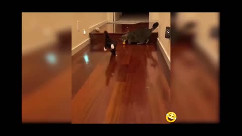 Funny cats video 🤣🤣🤣🤣