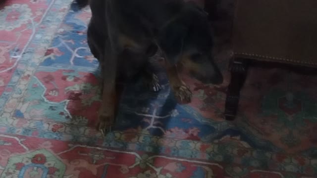 A dog