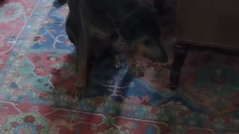 A dog