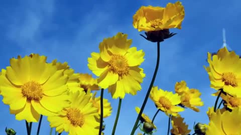 Yellow wildflowers and bees in the mountains