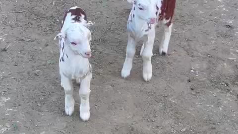 Beautiful Goats Baby