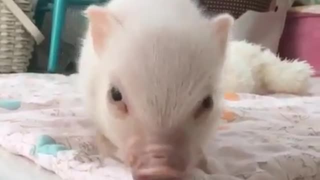 The pig is on the bed.