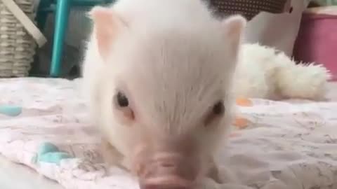 The pig is on the bed.