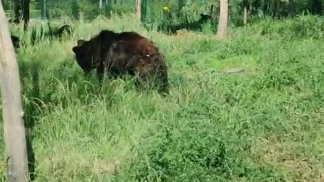 The bear of the meadow