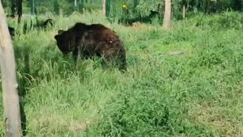 The bear of the meadow