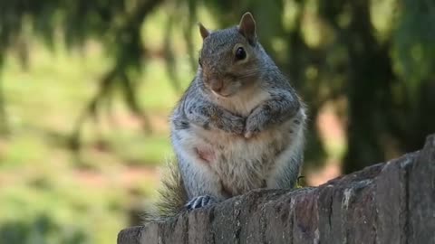 Nice animals in the nature /animals video //viral video cute animals