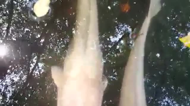 Cá trê bạch tạng khủng