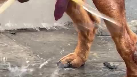 Funny dog