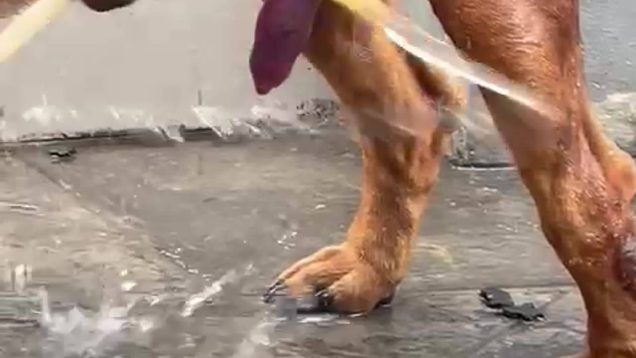 Funny dog