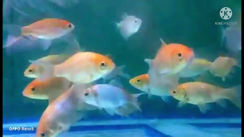 FISH IN AN AQUARIUM