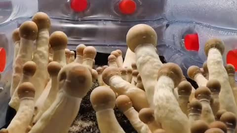 Mushroom Time-lapse
