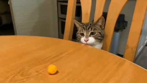 Funny cat!