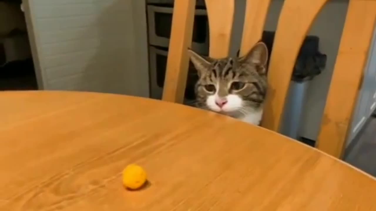 Funny cat!