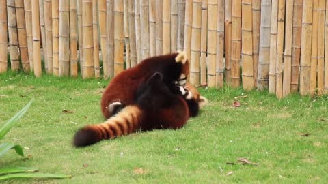 Naughty little panda