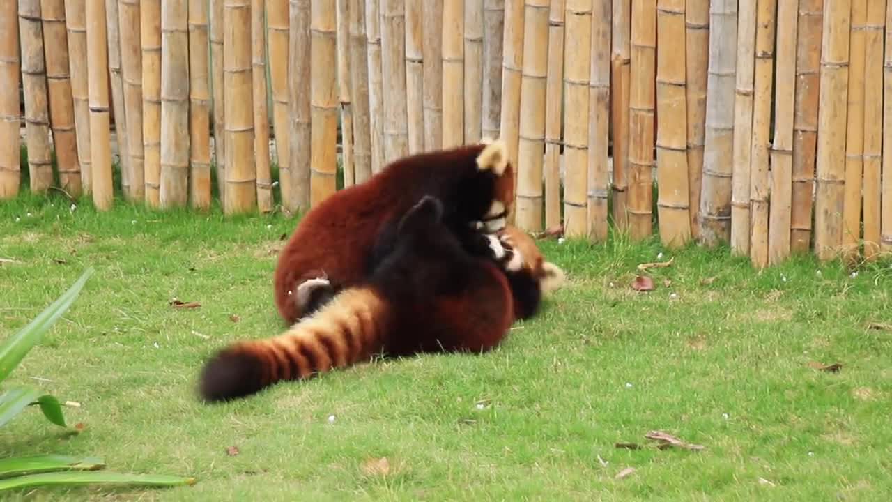 Naughty little panda