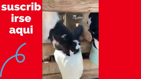 perro divertido