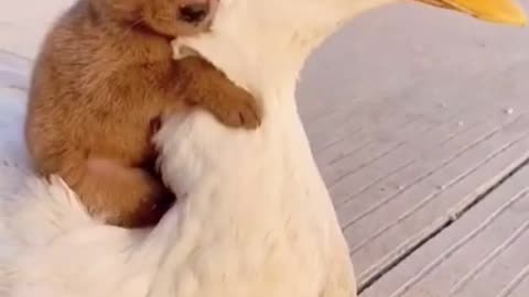 Beautiful and adorable dog play his friend funny video