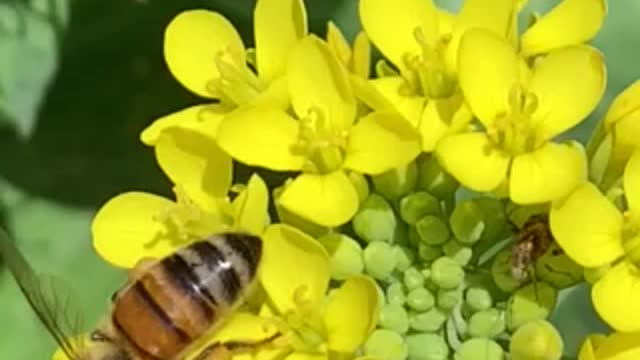 Honey Bees foraging