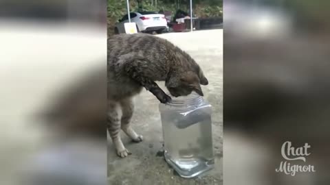 [FUNNY VIDEO #S2] BEST COMPILATION OF FUNNY ANIMALS _ TRY NOT TO LAUGH