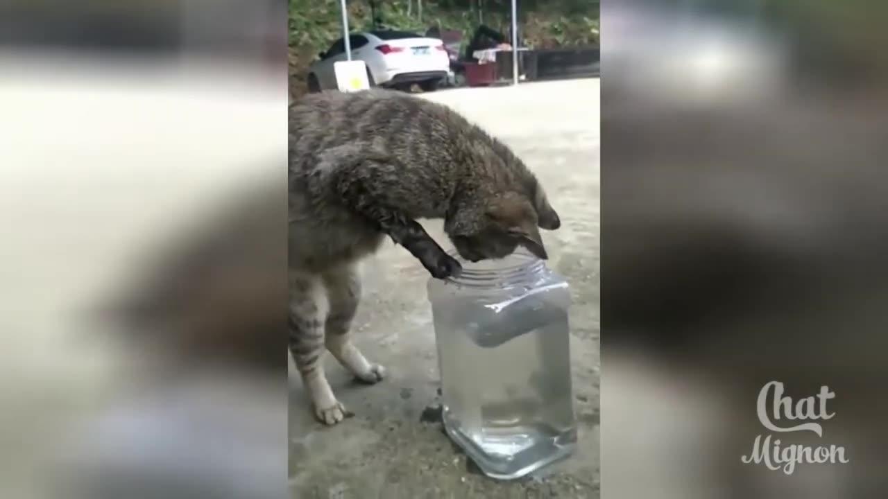 [FUNNY VIDEO #S2] BEST COMPILATION OF FUNNY ANIMALS _ TRY NOT TO LAUGH