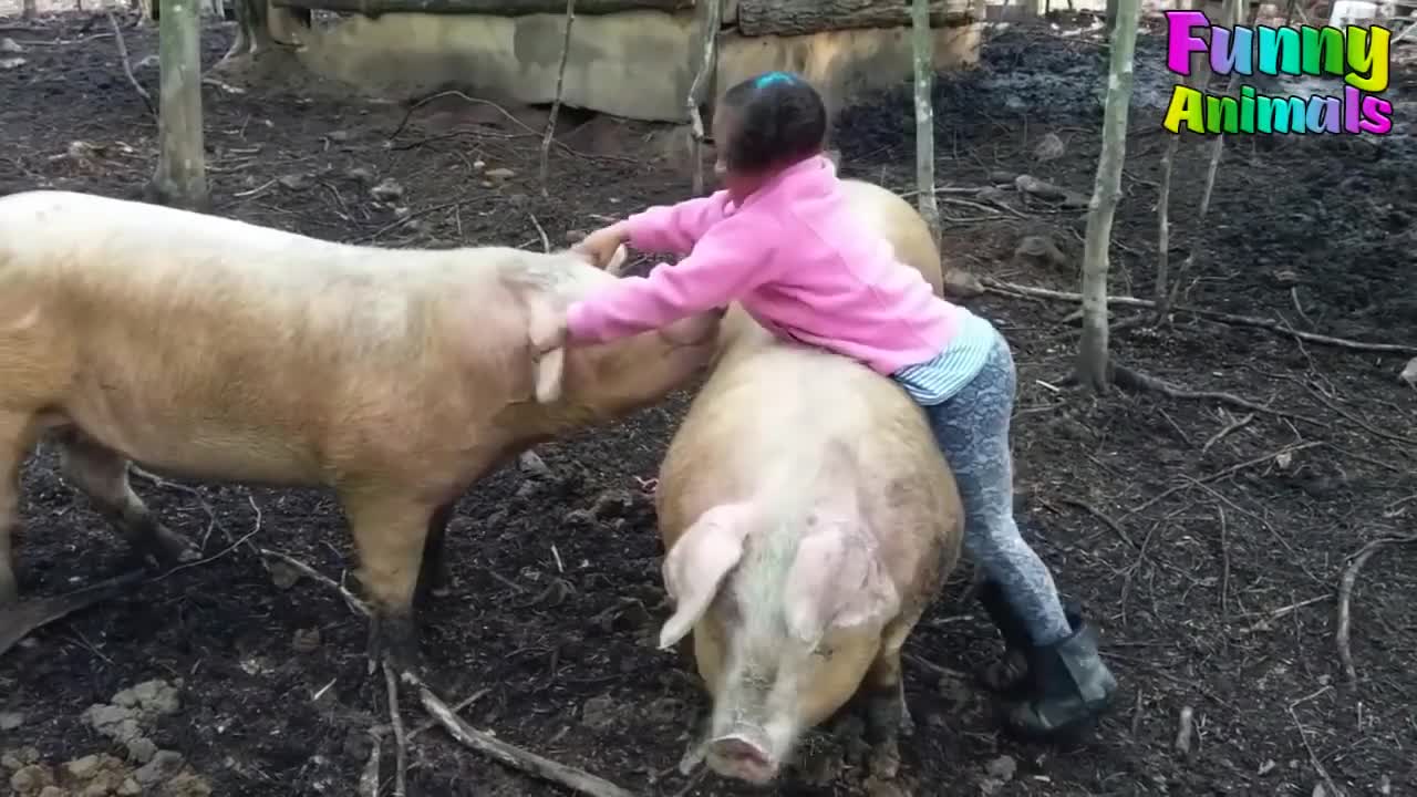 Funny people. Riding pig!!!