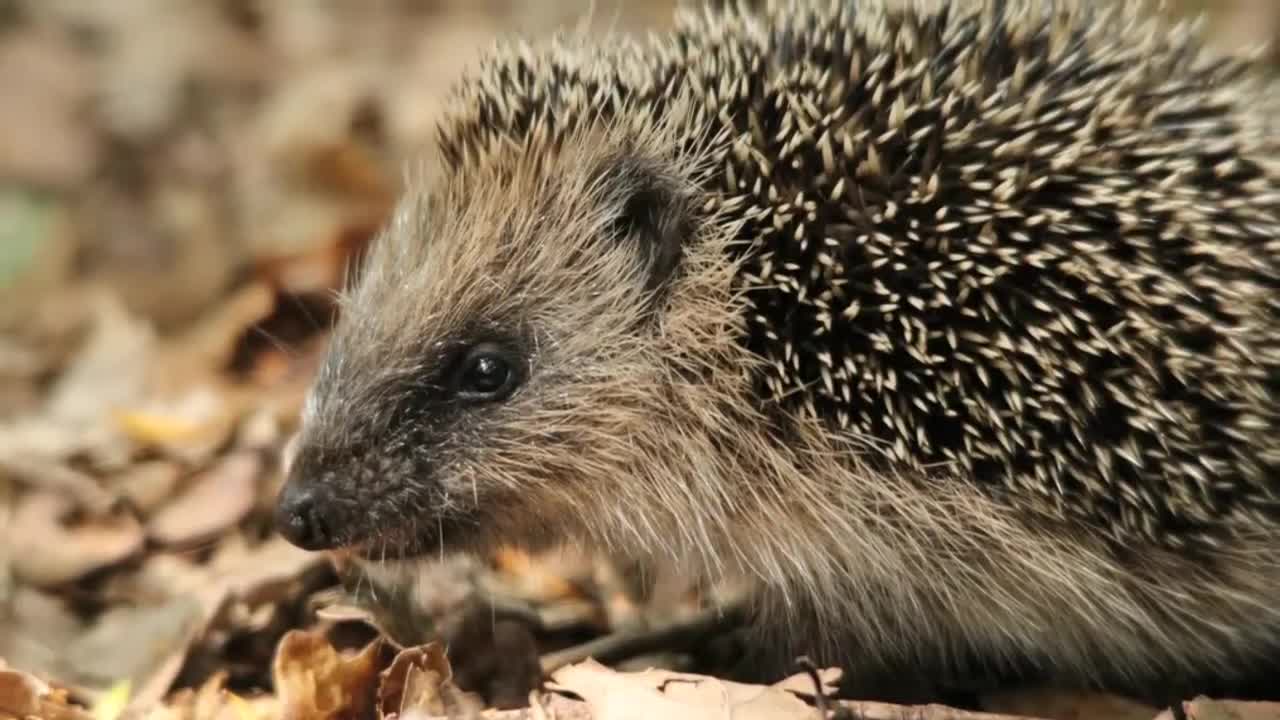 Cut and Adorable Little Hedgehogs