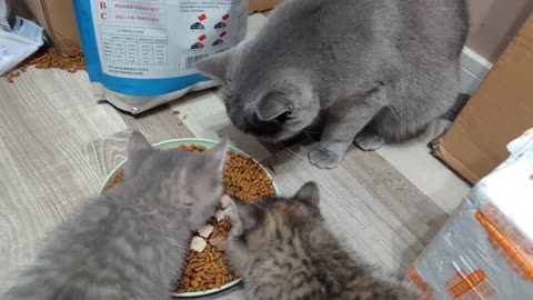 The mother cat takes the two cat children to cook