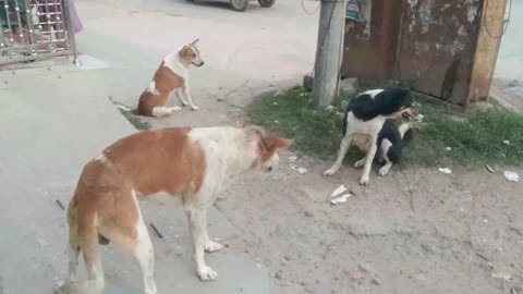A Helpless Wounded Dog